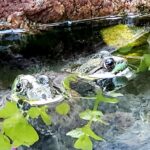 Gallery image of a backyard koi pond surrounded by plants and rocks