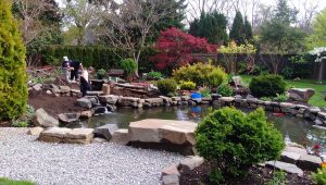Backyard koi pond under construction with stone edging, waterfall feature, and surrounding lush landscaping, including evergreen shrubs, flowering plants, and trees.