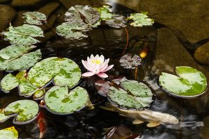 Water lily and aquatic plants helping maintain natural balance in a backyard ecosystem pond